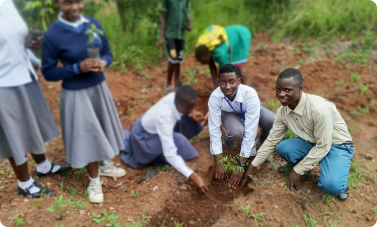 Tree Planting Activity